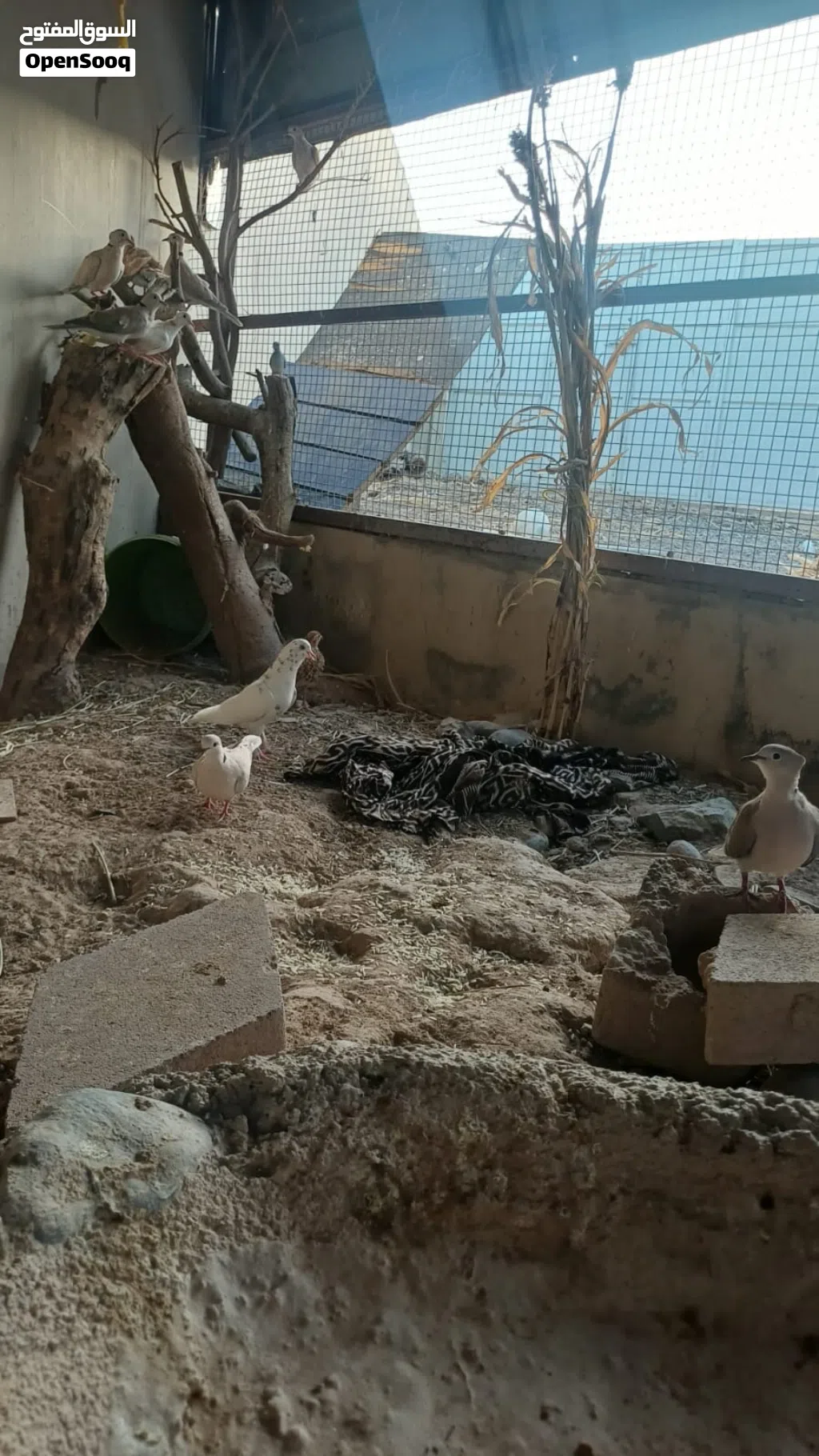 للبيع محميه طيور أقرى الوصف اول شي