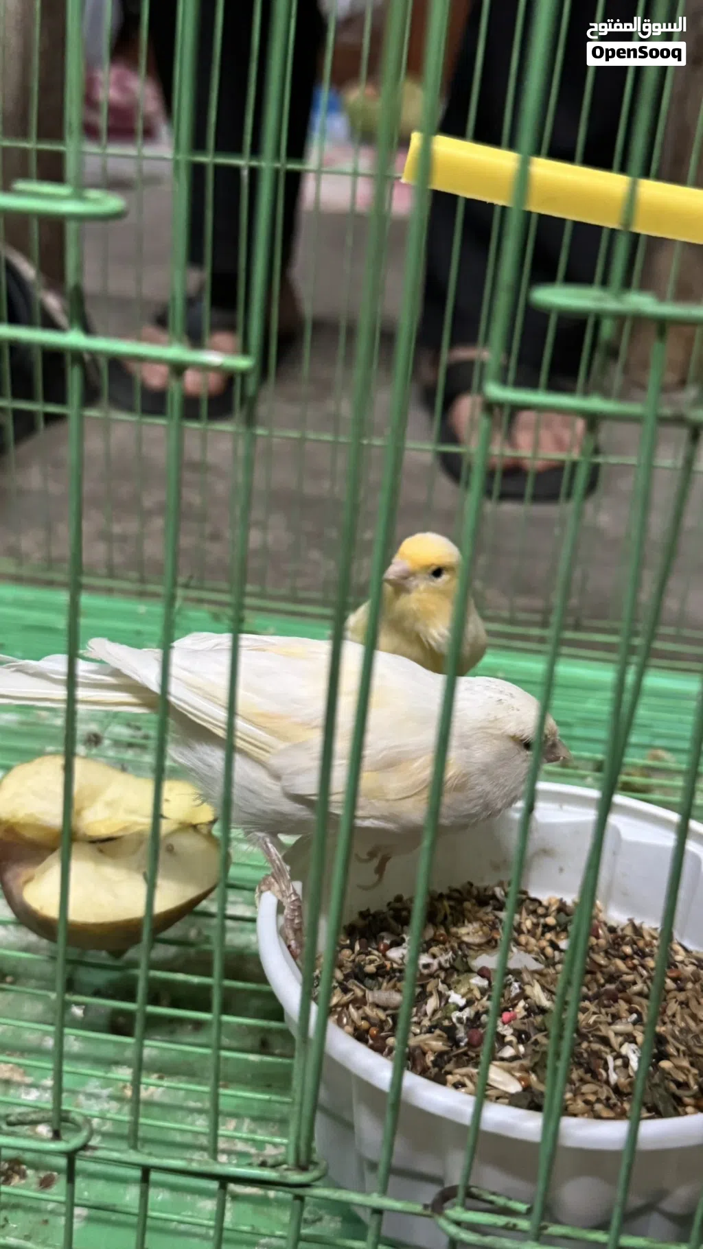 نثايه كناري البيع