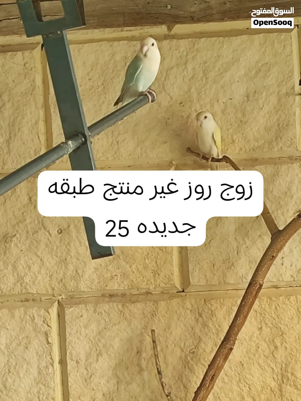مجموعه طيور