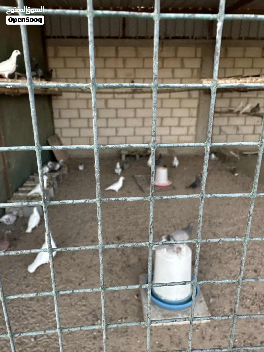 فروخ زاجل كبار تقريبا 25 طير