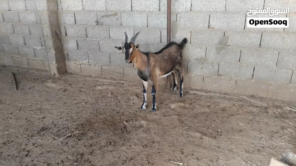 جدي فرنسي الالبين