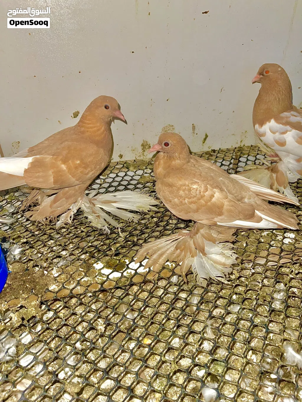حمام للبيع اقرى الوصف
