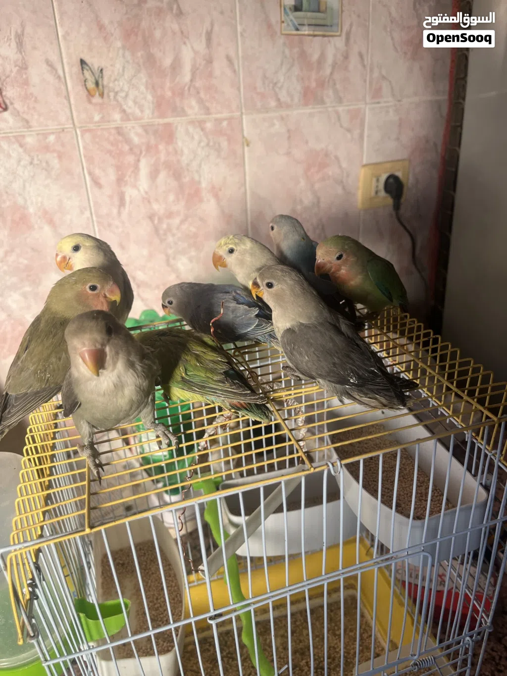 متوفر افراخ روز