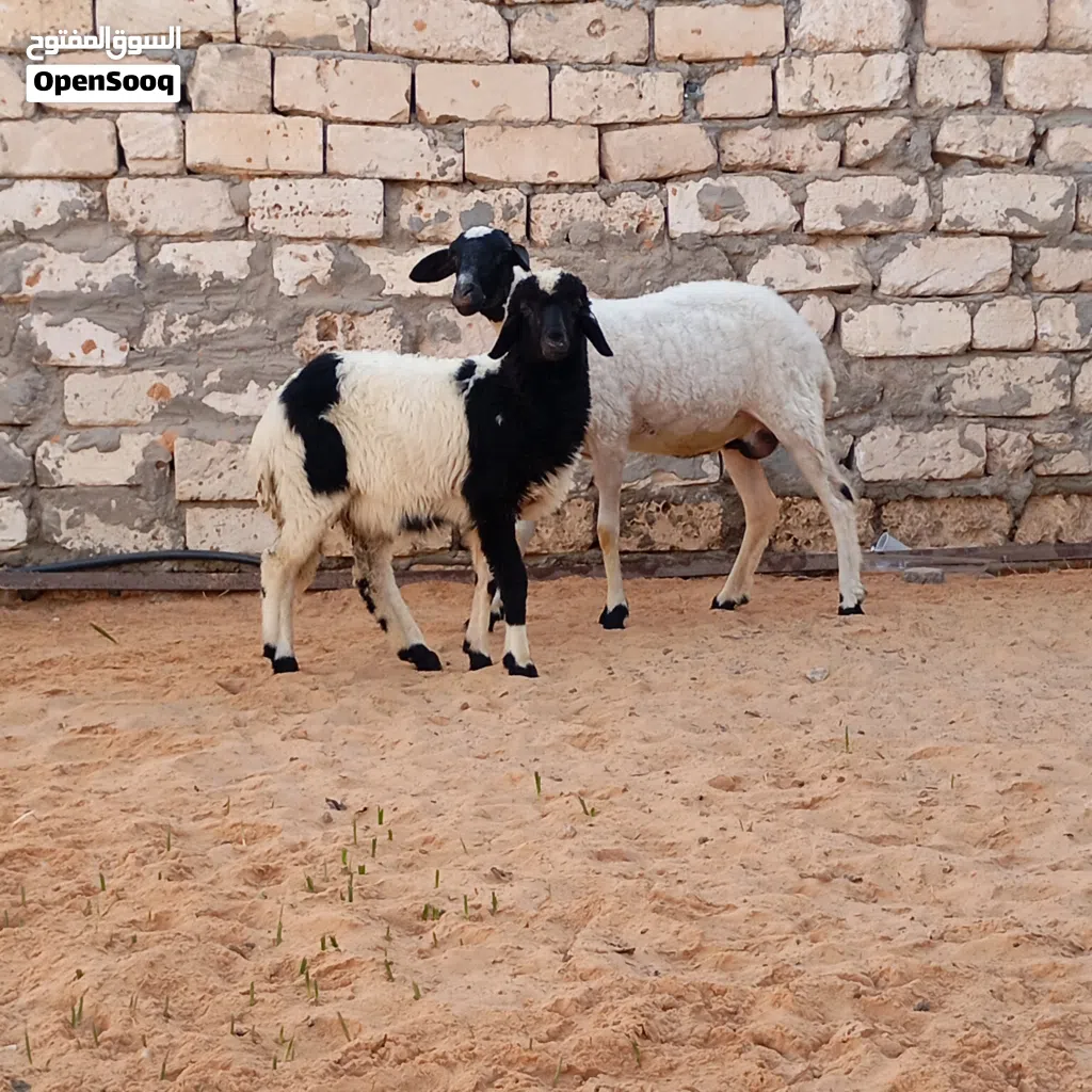السلام عليكم نعجه تنيه تحتها فطيمه للبيع المكان تاجوراء