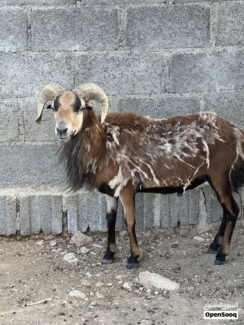 كبش وعل كمرون الافريقي