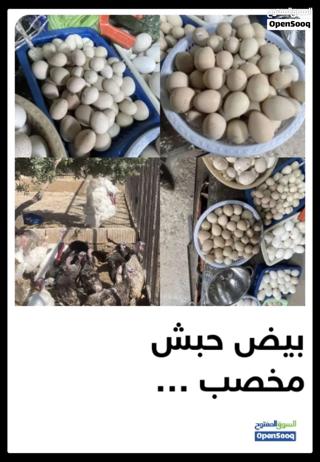 اين يوجد بيع بيض بلاستيكي