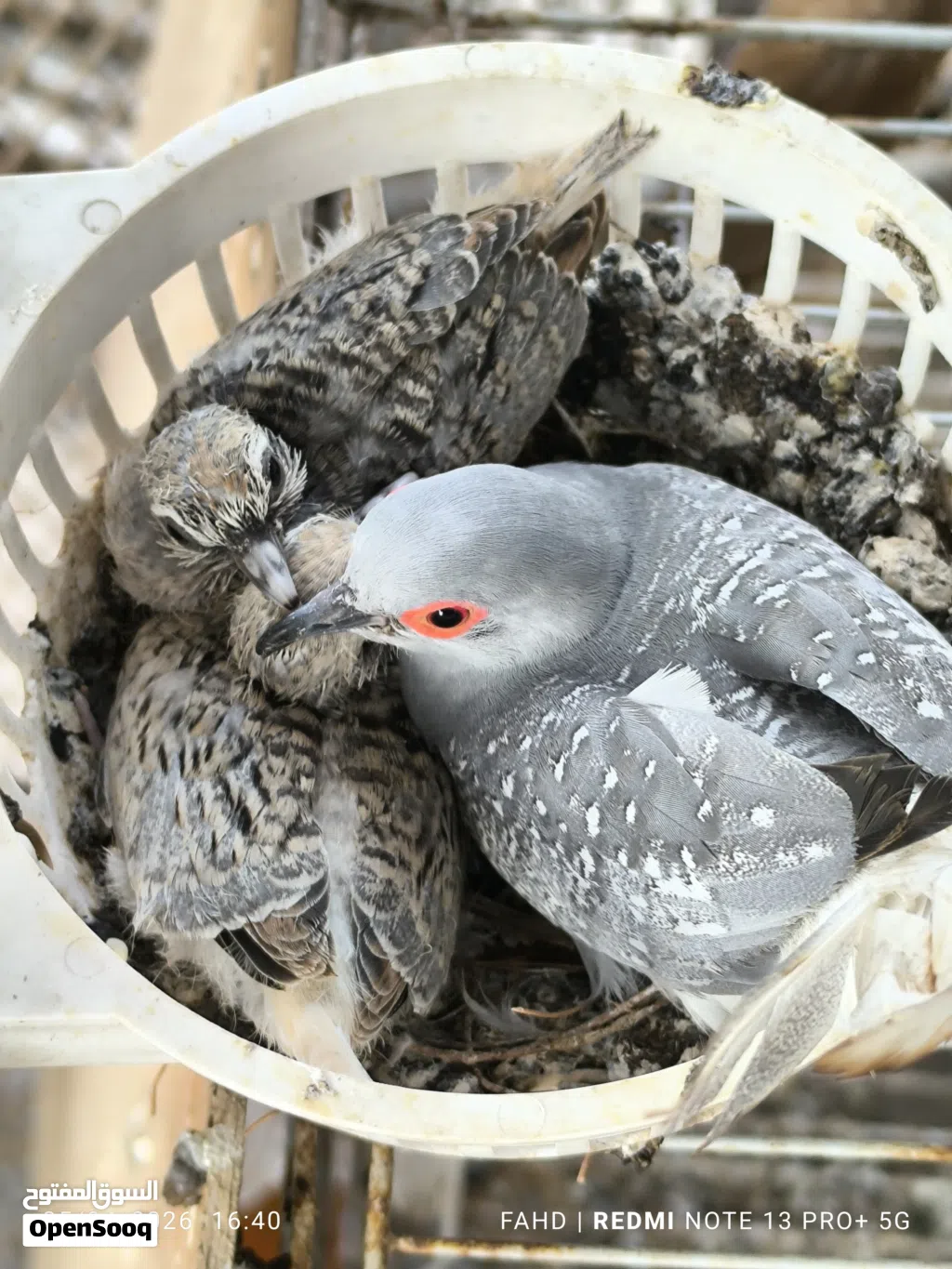 اليمام الماسي Diamond dove