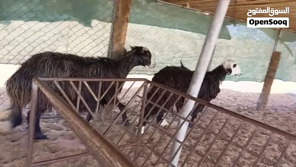 جعد مهجنات نجدي الاحجام الكبيرة