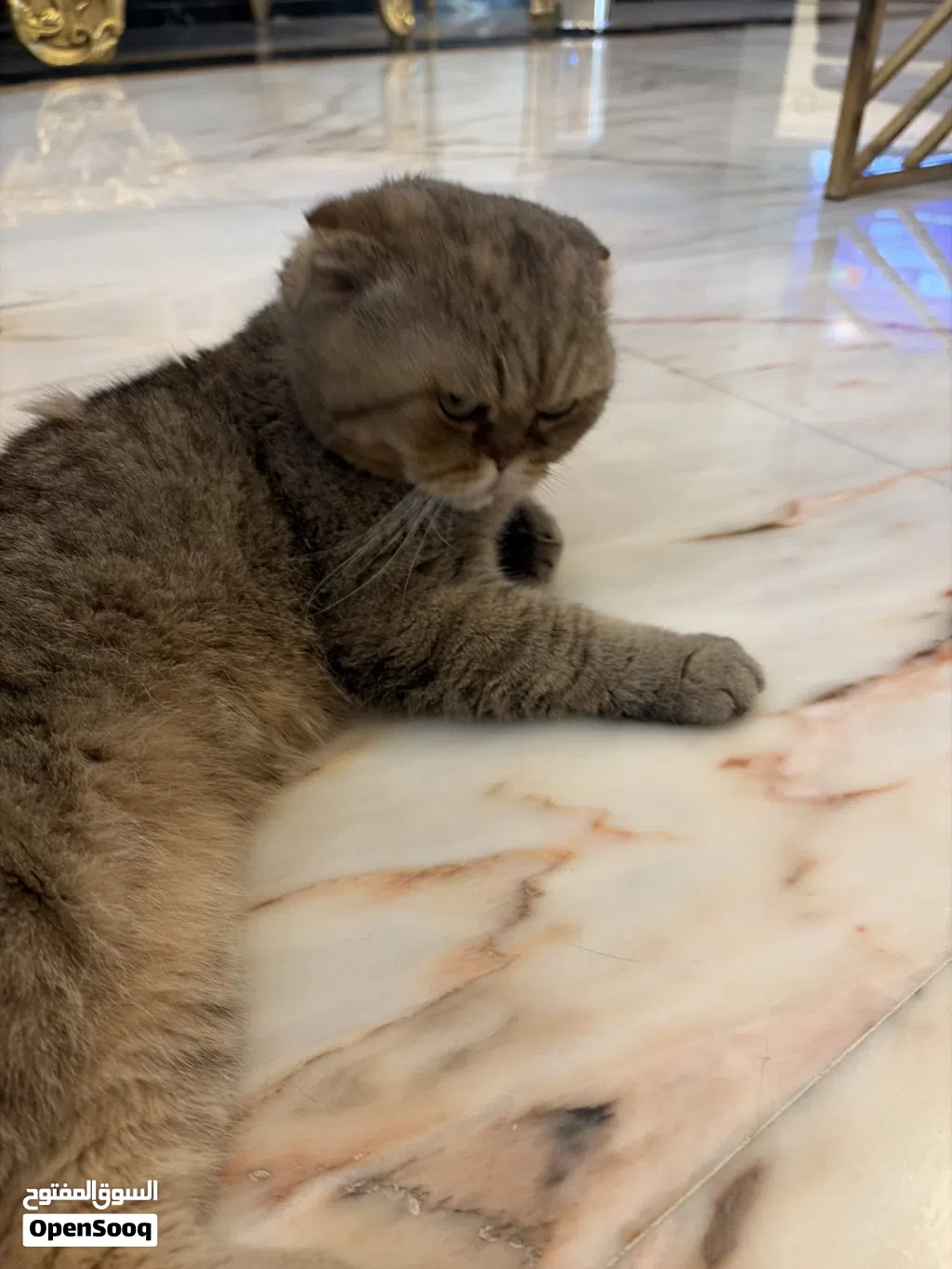 سكوتش فولد اصلي للتبني