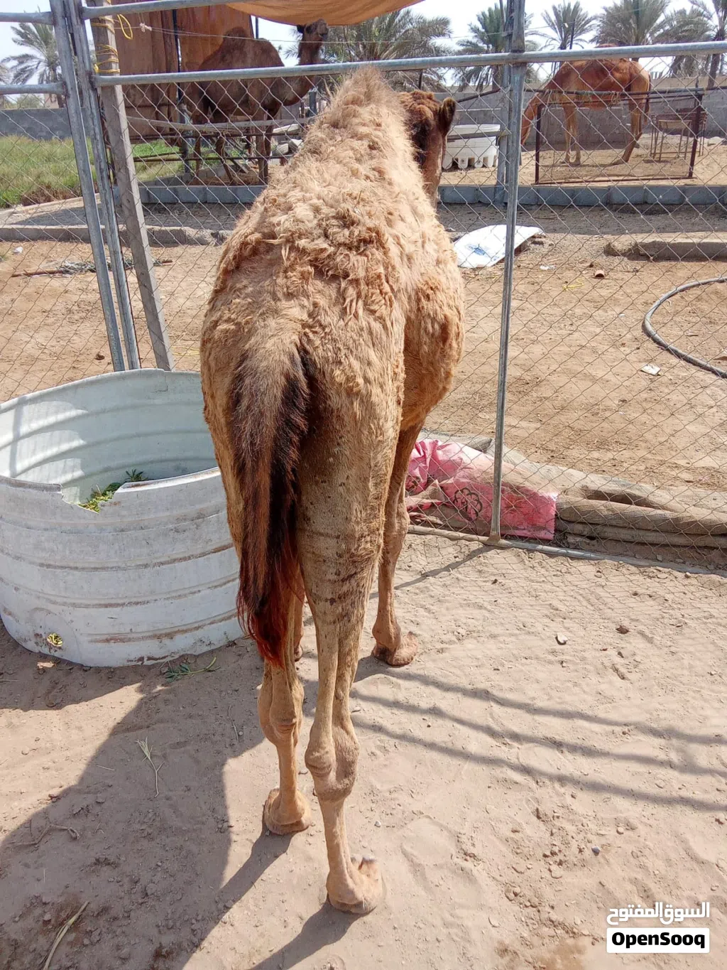 قعود للبيع وسمين ماشاء الله