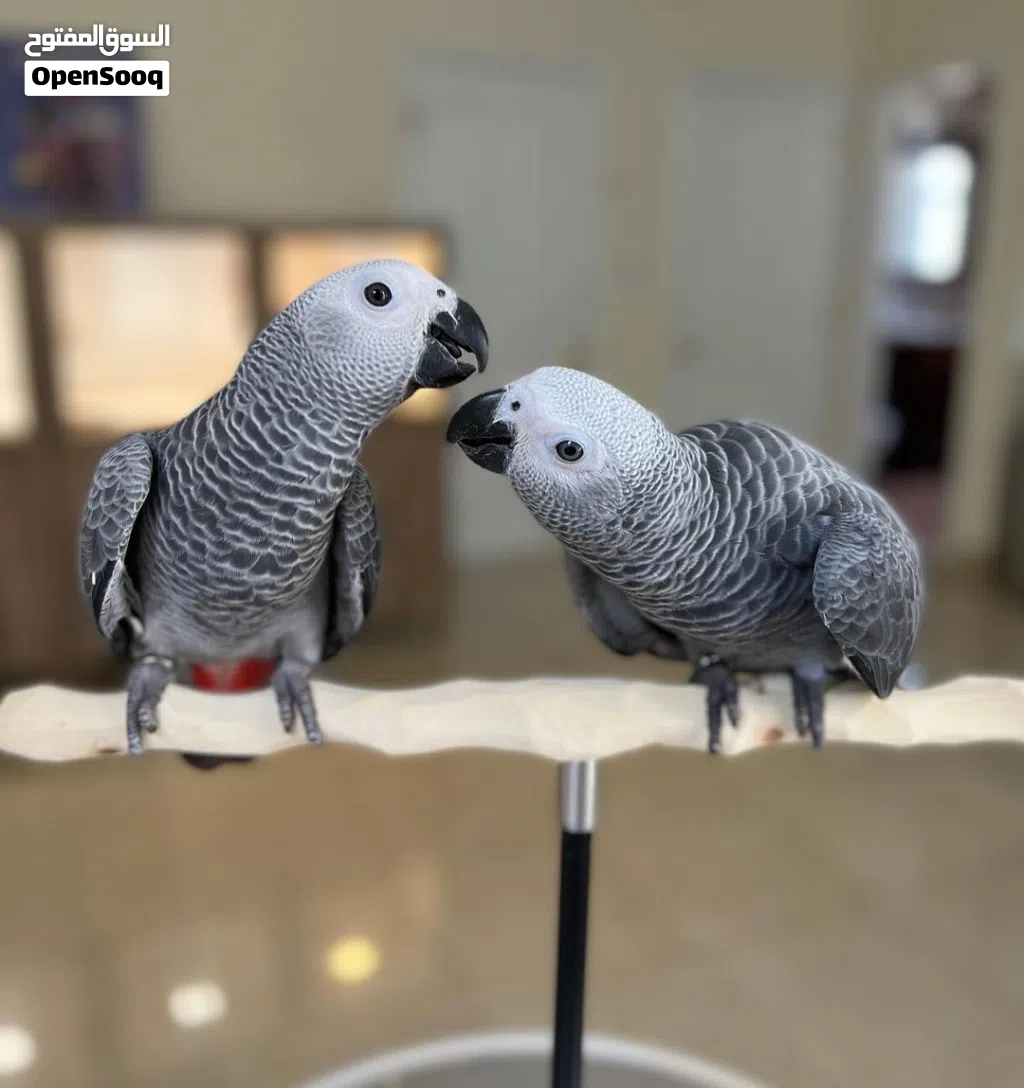 Talking African Grey Parrots