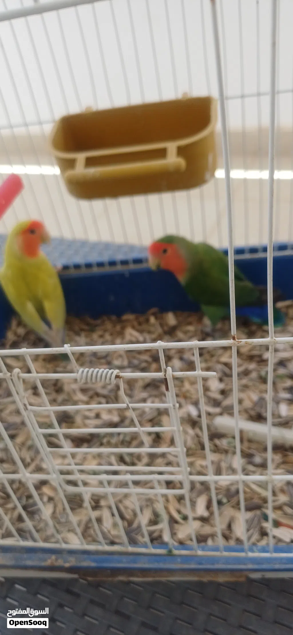 كوبيه بركديلو مصوقر مضمونه