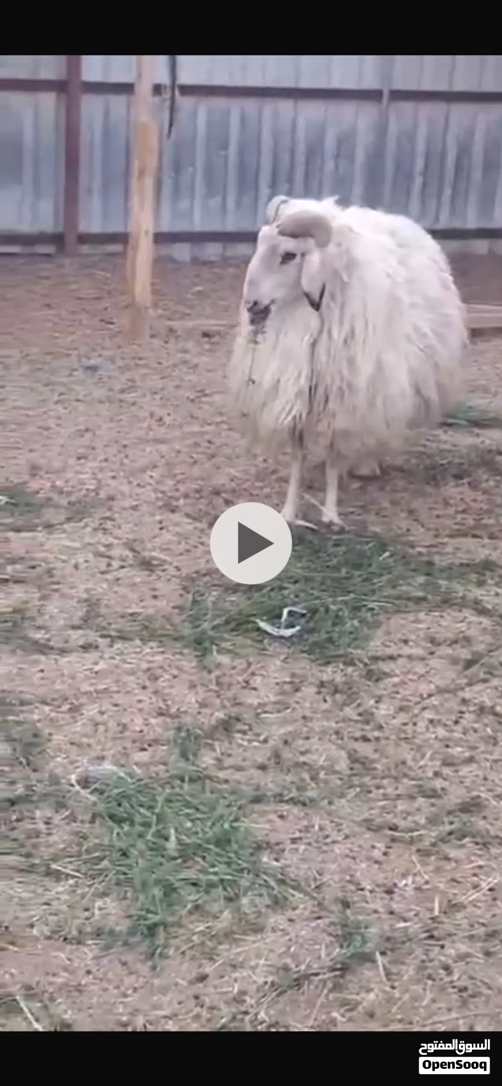 للبيع خروف فحل