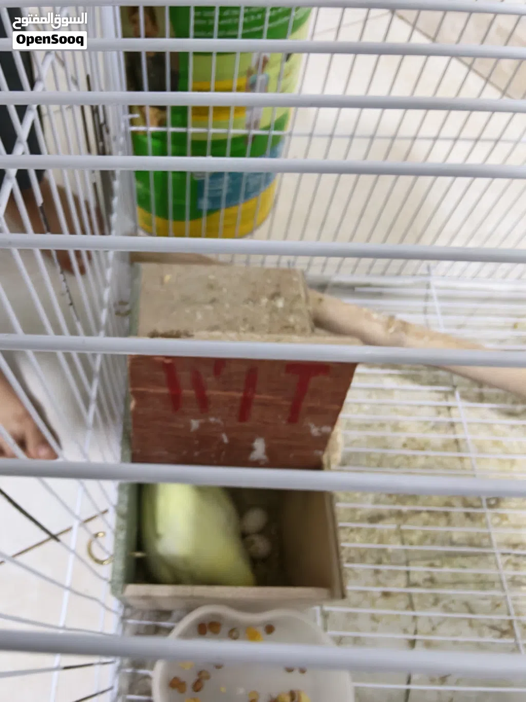 Budgie birds