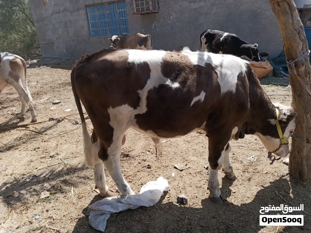 عجول عراقيه سمان شرط الصحه