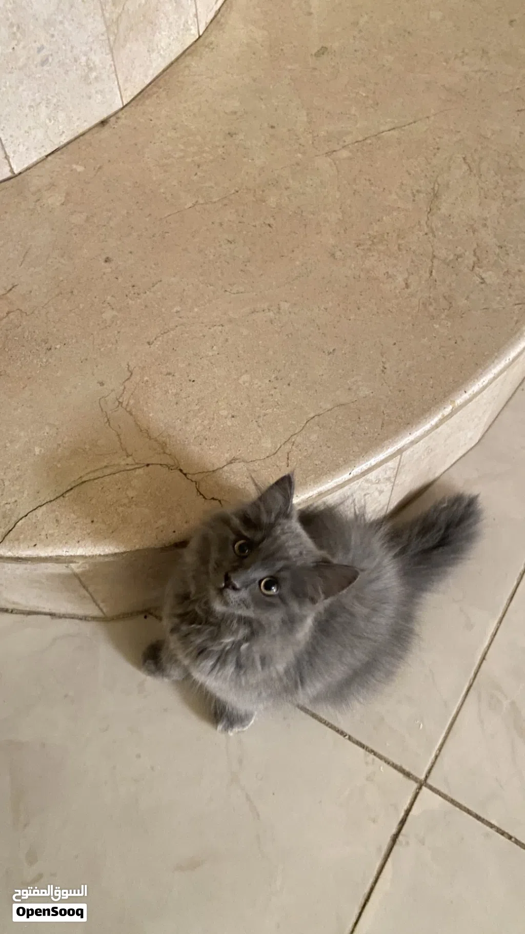 للبيع قط انثى العمر 3شهور قابل