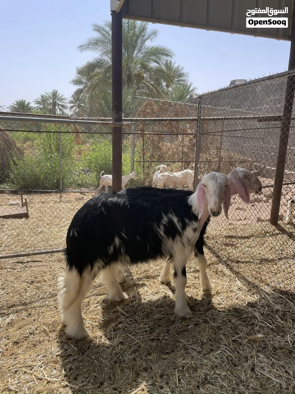 حملات نجدي بيور فاخرات صنف الصنف معرفات من جهة الاب سلالة طيبة عينك ميزانك اعمارهن اربعة اشهر
