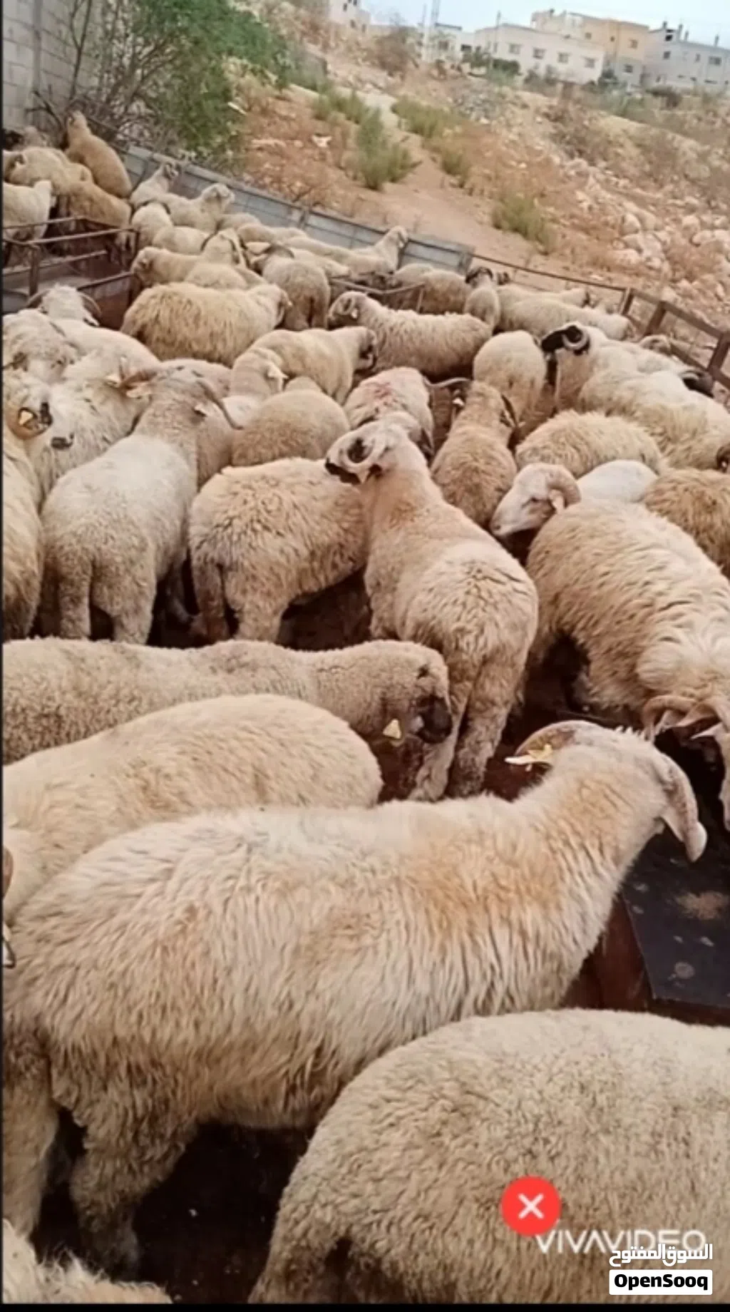بفضل الله يتوفر لدينا خاروف روماني + خاروف بلدي +عبور بلدي جميع الوزان