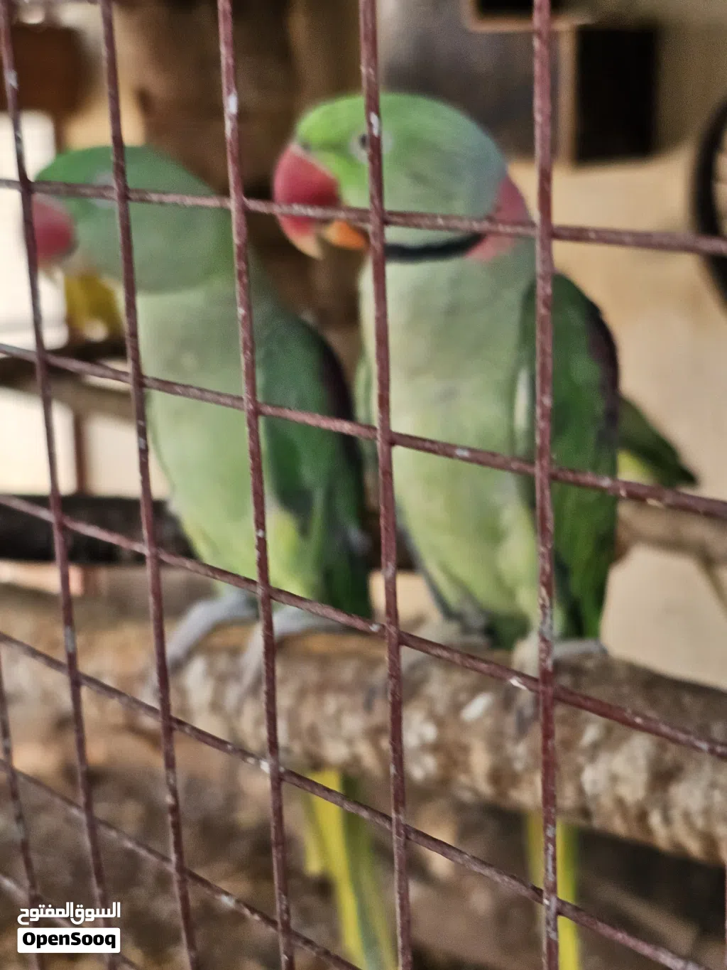 نيبالي للبيع زوج منتج غير مخصب اليف بس ما يصعد على اليد الصحة ممتازه