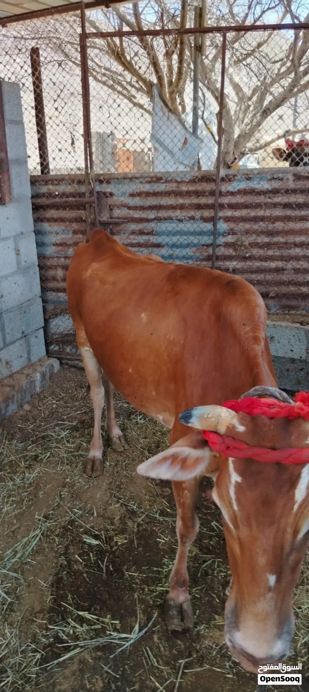 للبيع بقره عمانيه