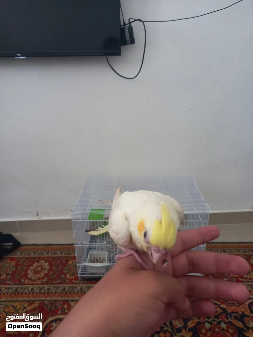 ببغاء كوكتيل مروض فل مفطوم