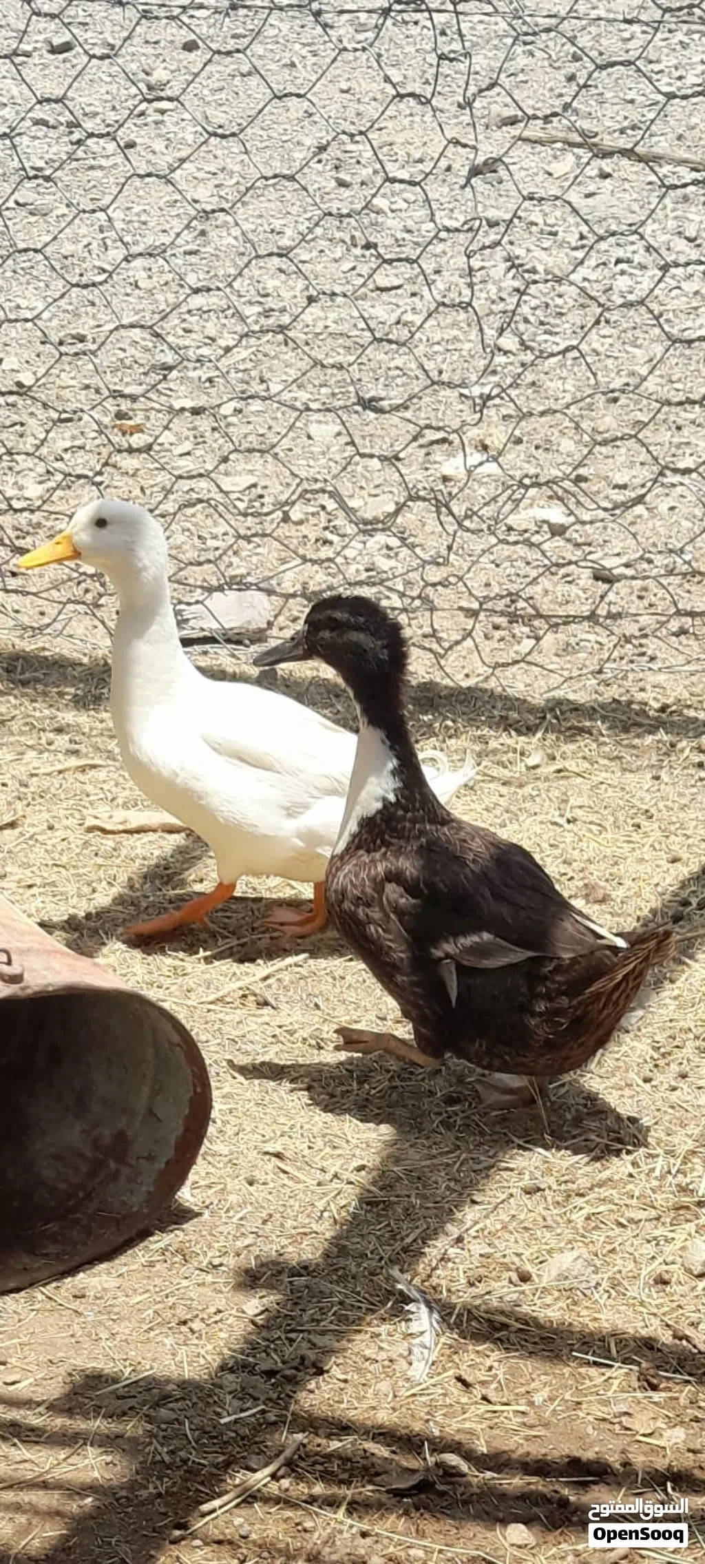 بيع بطتان البطه البيضاء وبطه سوداء البطه البيضاء بكيني فرنسي والبطه السوداء بطه محليه