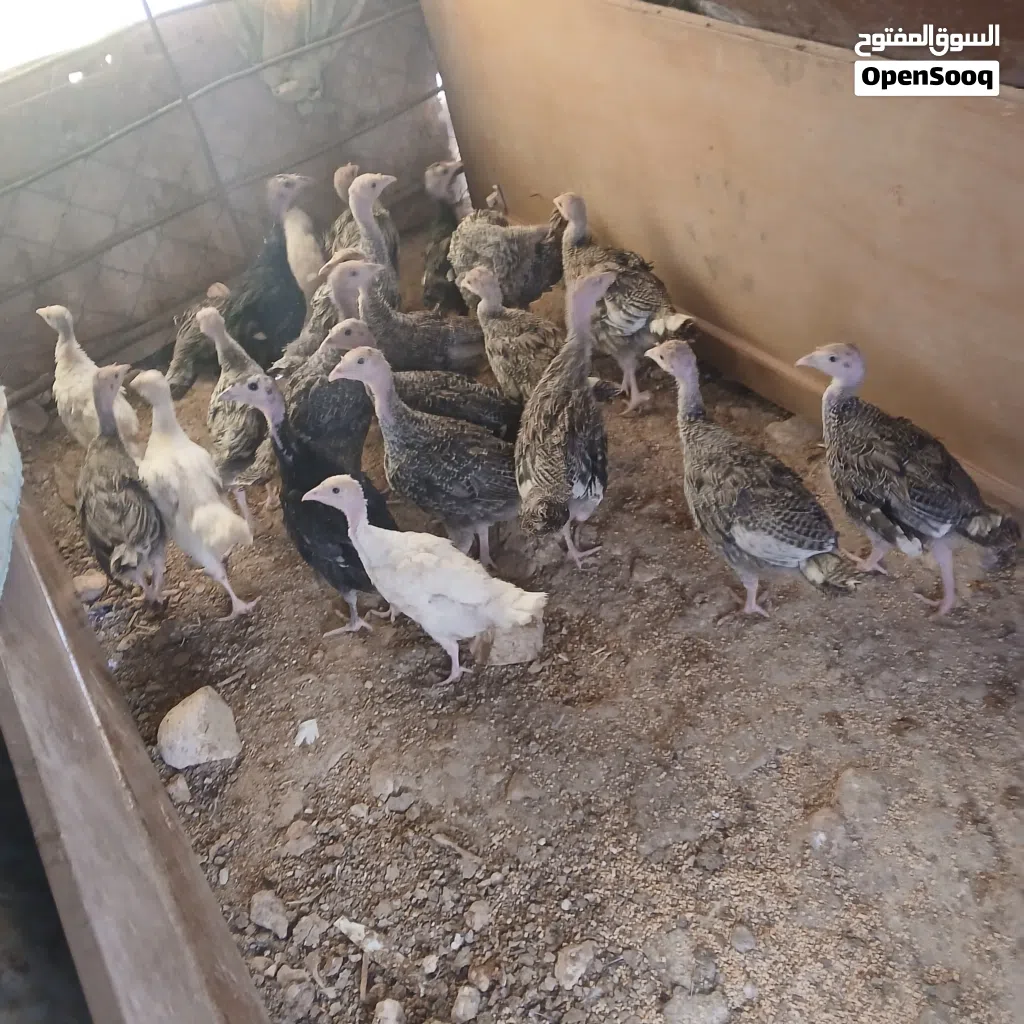 صيصان حبش بلدي مادبا 15حبه