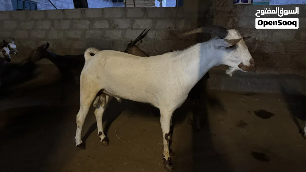 تيس صلالي محلي عمر سنه