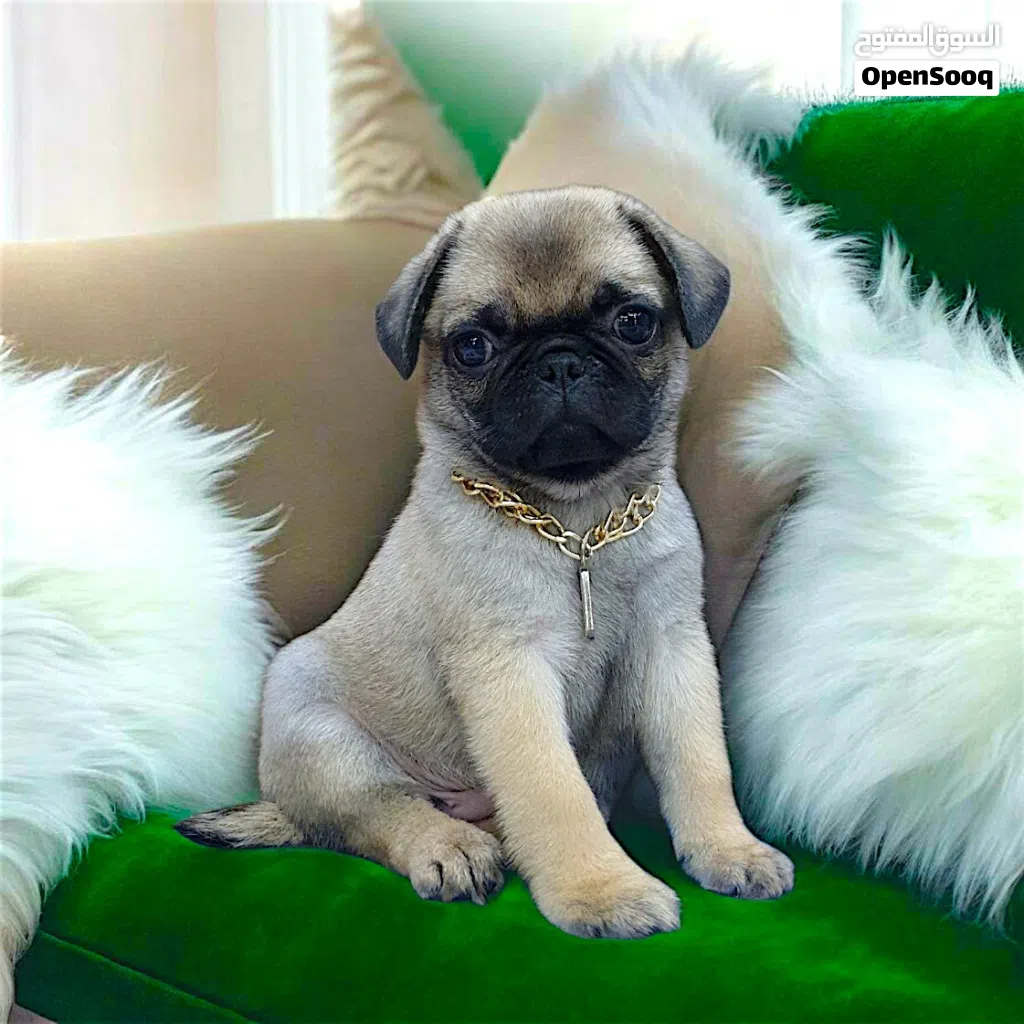 ولد pug اخر شقاوه حجم صغير مبيكبرش عندو 45 يوم