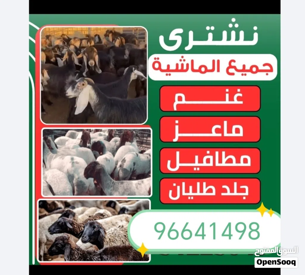 نشتري غنم وماعز مراح والعدد مفتوح