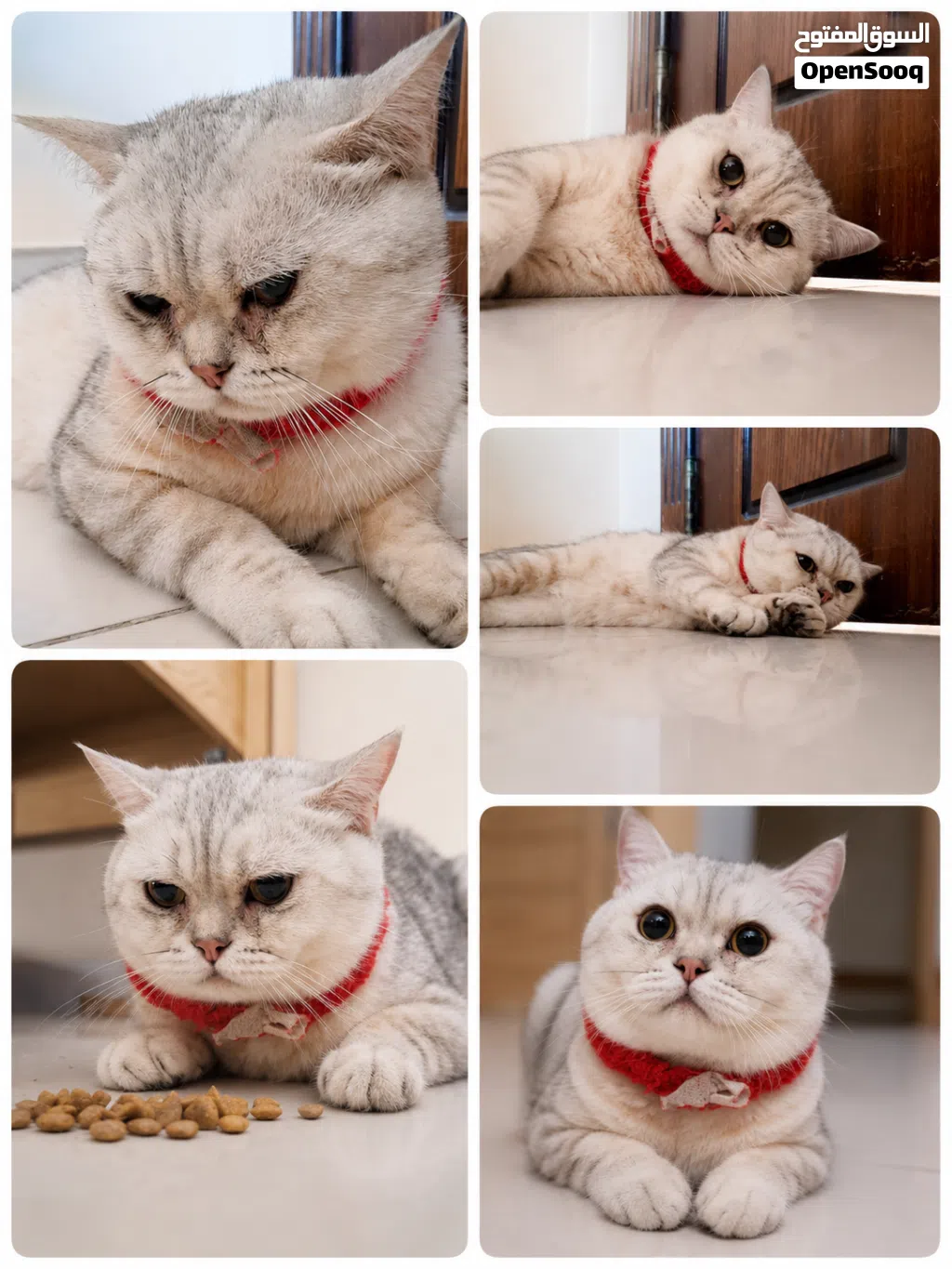 Cute Scottish Cat ! Vaccinated and free Cage! Passport Also. Male Cat white cute