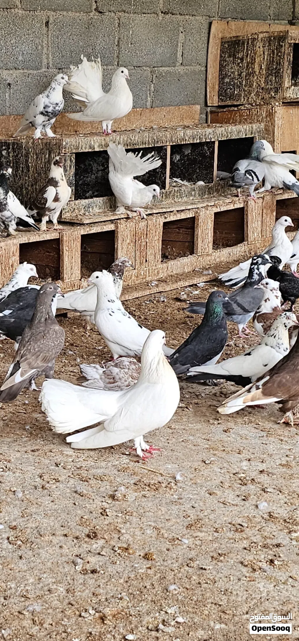 للبيع حمام مختلف انواع كامل تقربيا عدد بين 60 الى 65 ملاحظه اريد ابيه كامل حمام