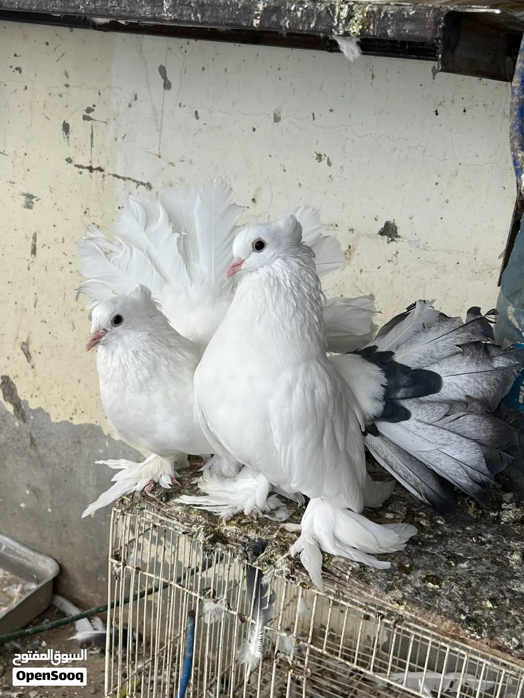 انواع حمام الزينة