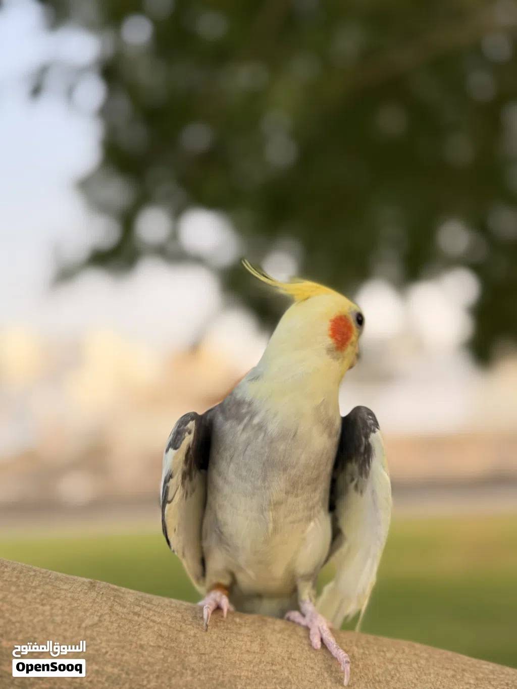 كوكتيل أليف