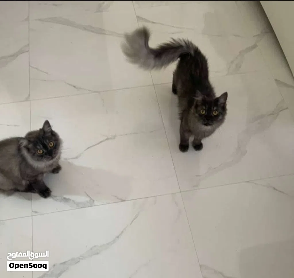 Cat for Adoption