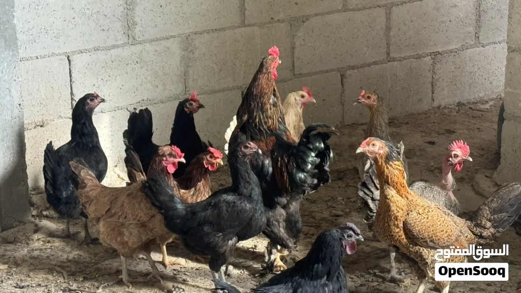 دجاج بلدي البزره القديمة