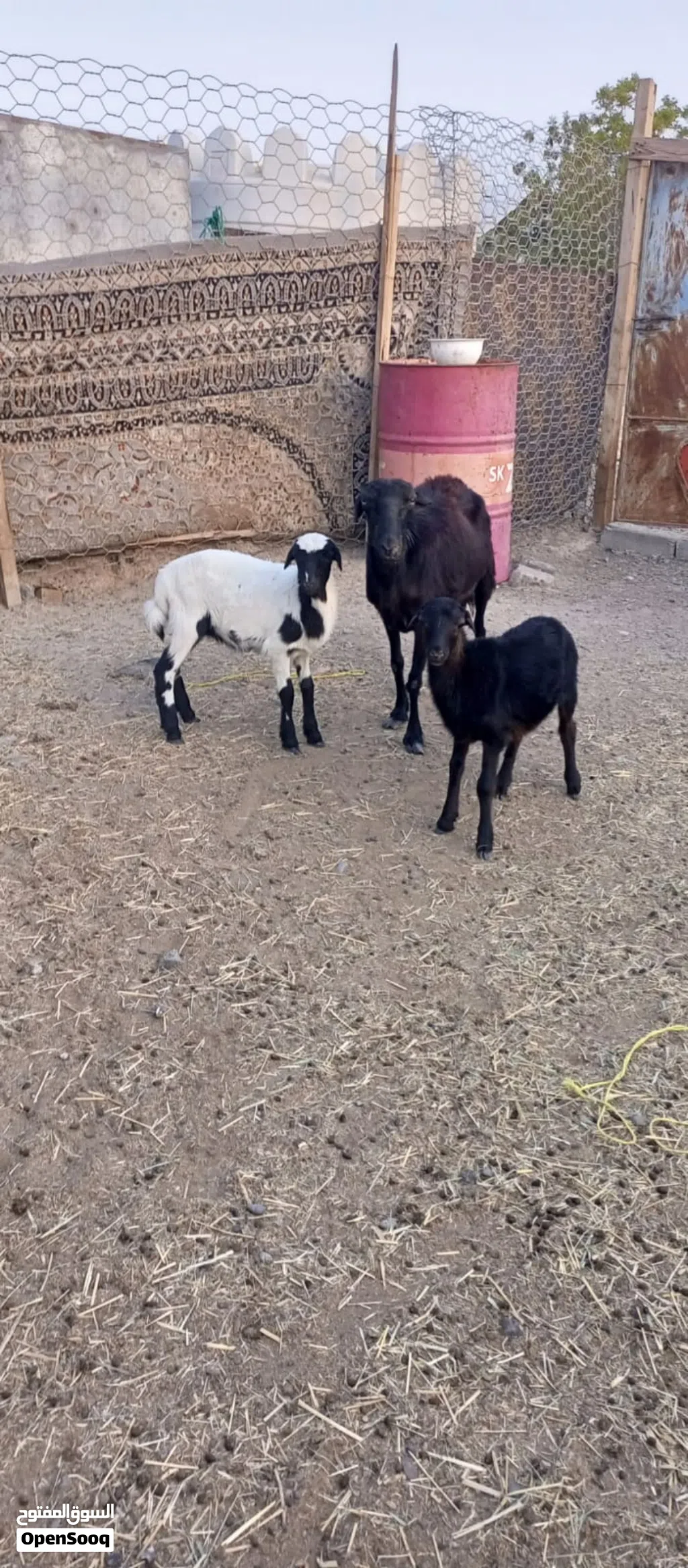 جاعده اللبيع