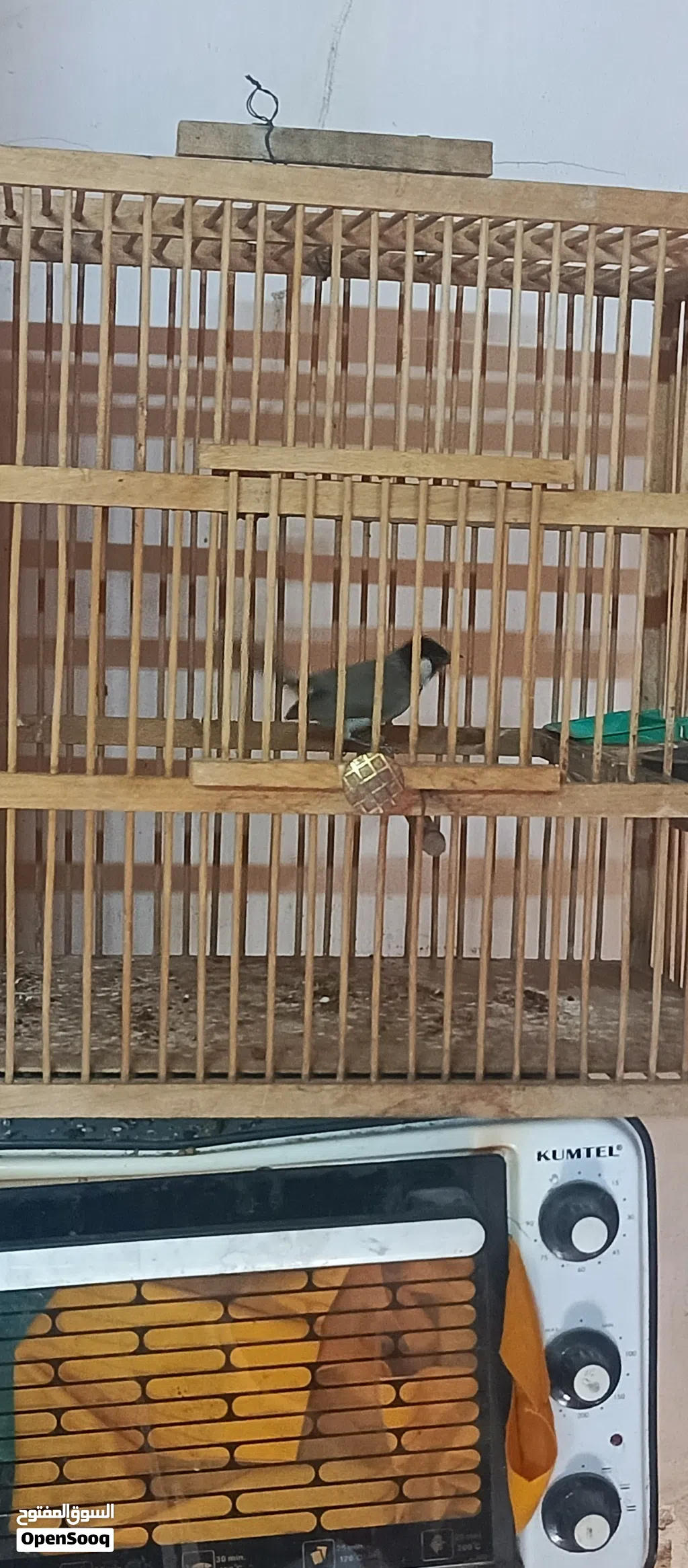 بلبل طور 35.