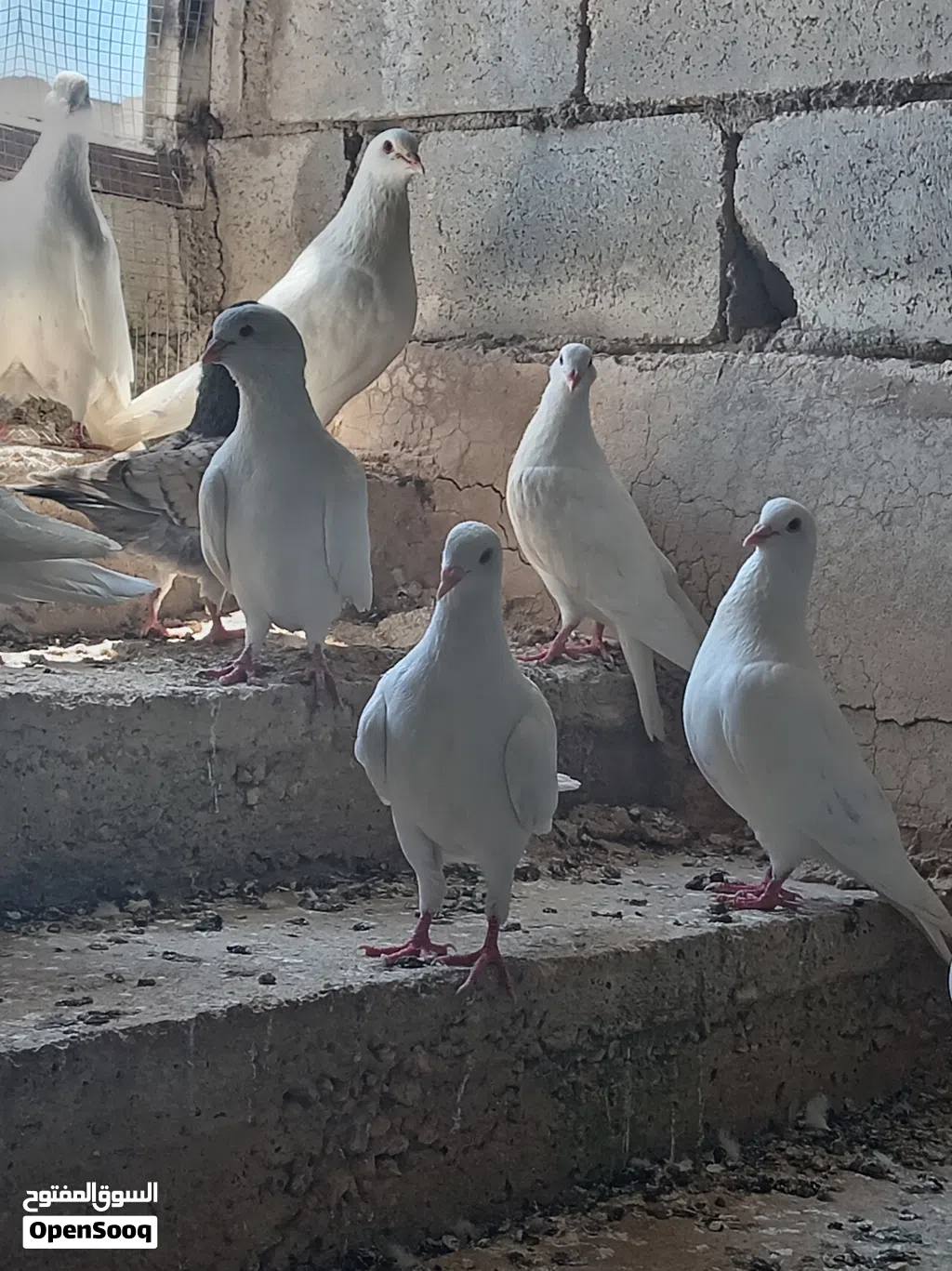 حمام فرنسي فوق جامبو 8 جواز موجود