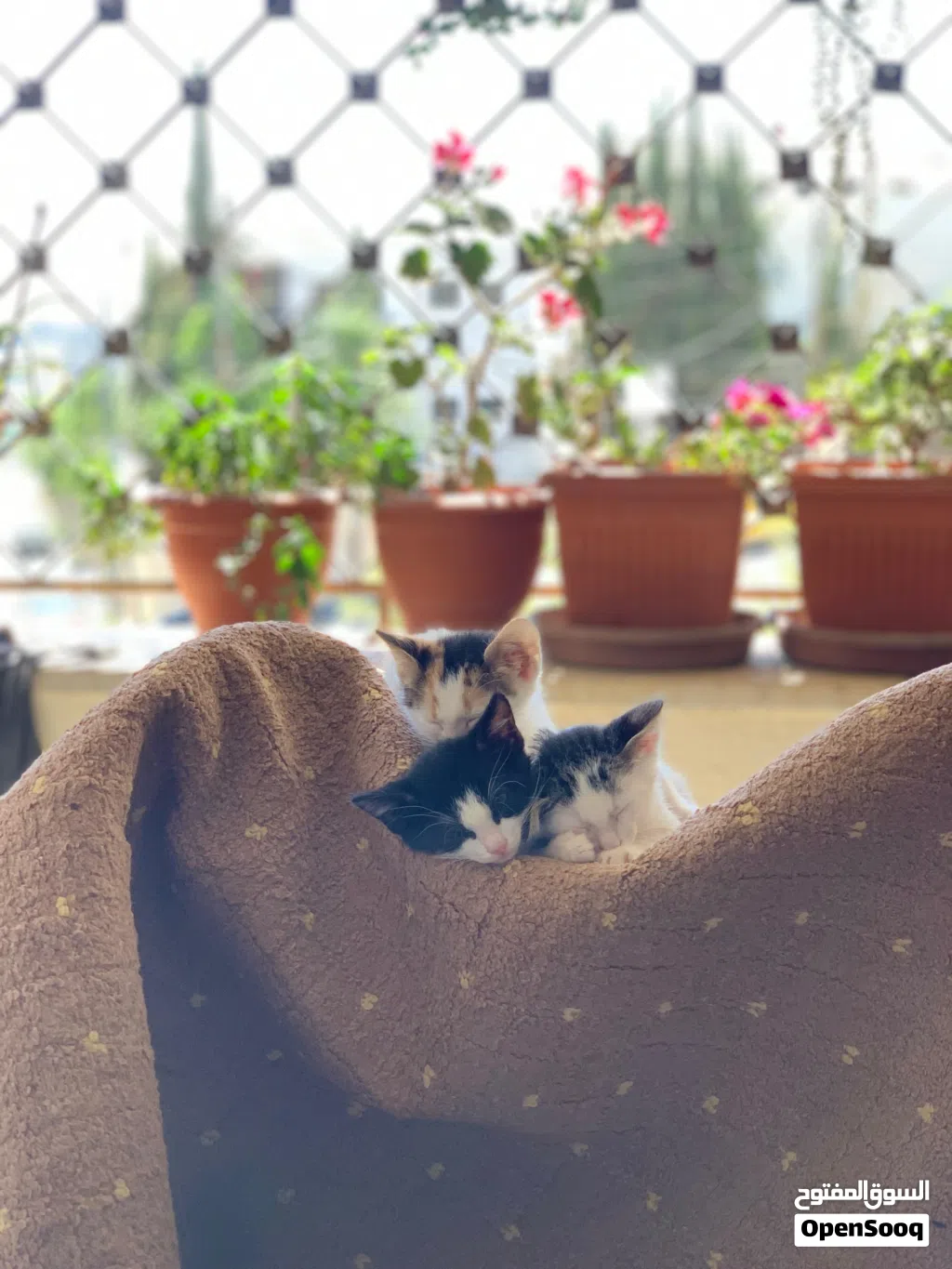 قطط للتبني العمر شهرين ونص