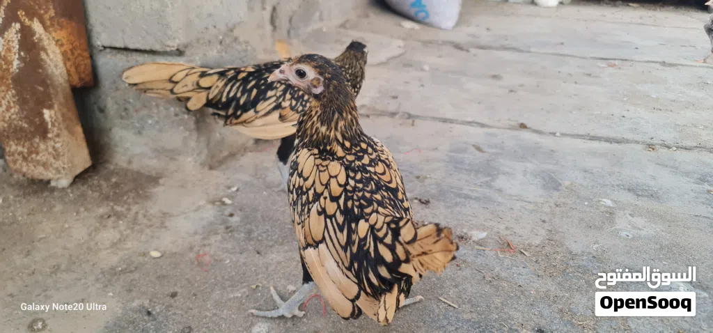 دجاج سباني زوجين حلوات يخبلن