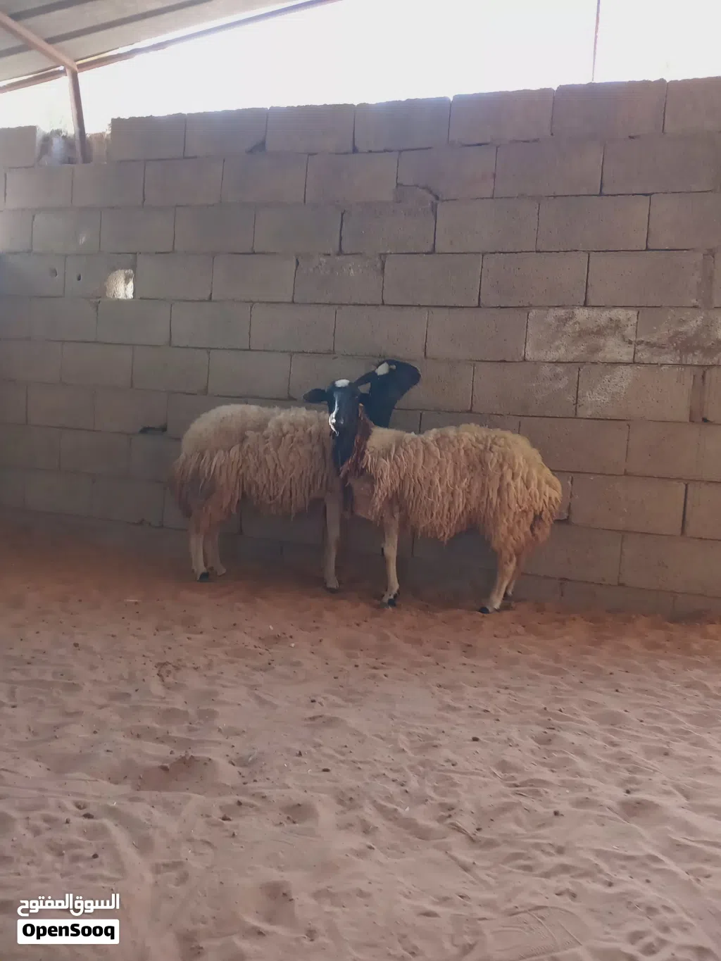 زوز نعاج.. وحدة تنيه وحده اربعه....