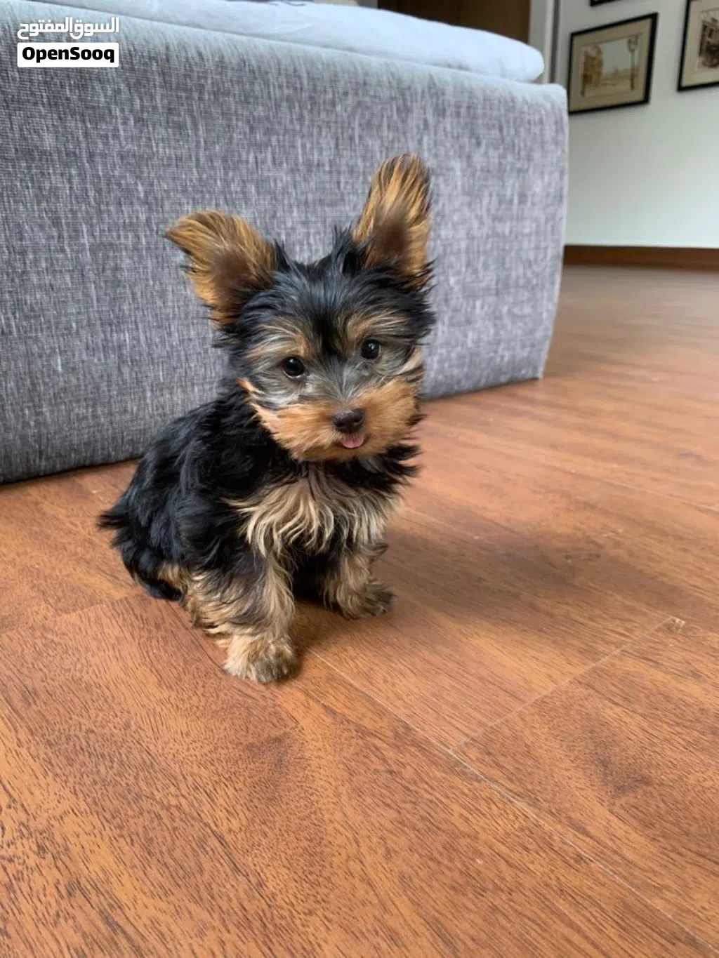 Yorkies puppies