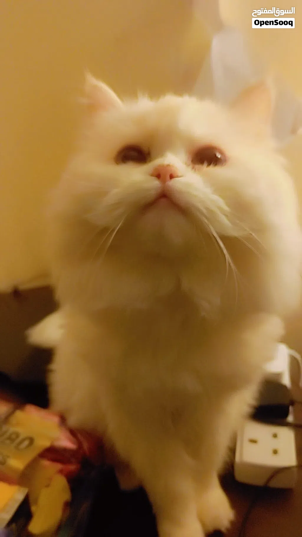 Himalayan Snow White Female Premium Quality with passport For Sale very law price