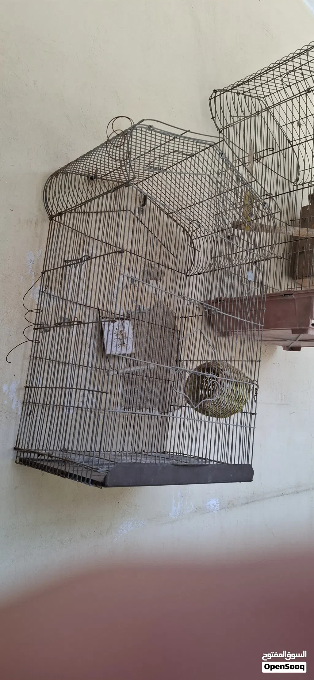 اقفاص عصافير