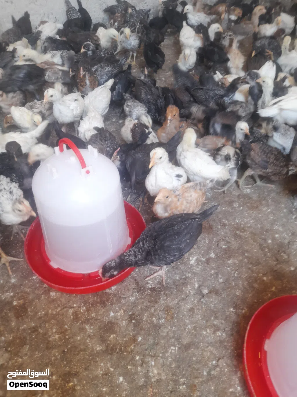 صوص دجاج بلدي