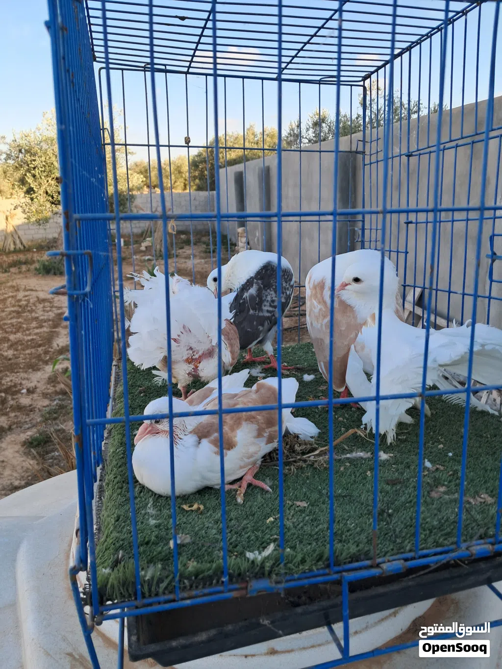كوبيه هزاز وكوبيه تونسي مكتف تحتها فروخ
