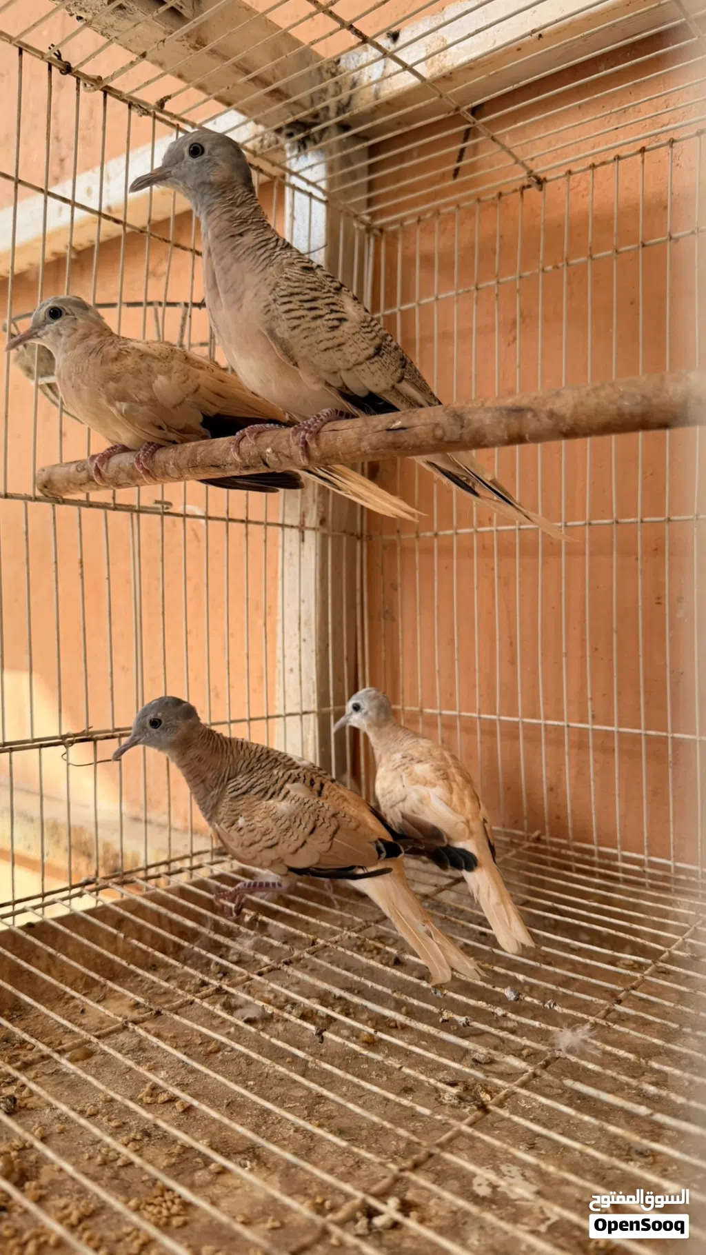 زيبرا دوف لون ابيض