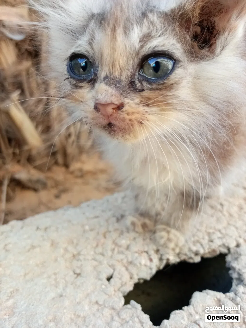 قطه نوع شيرازي 3 بـ350 دينار