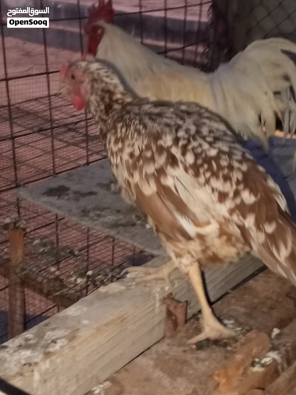 سلام عليكم دجاج عرب بي بياض وبي بعده فراريج كلهن ينباعن شلع